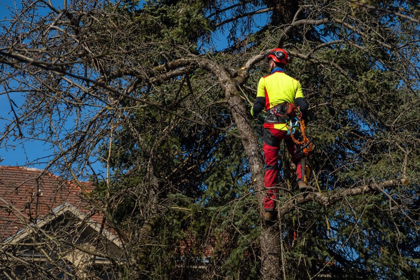 tree removal services